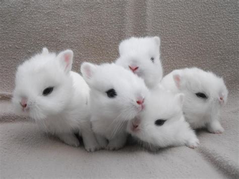 Dwarf Hotot Rabbit: Facts, Personality, Care Sheet & Pictures