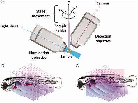 Light Sheet Microscopy Advantages | Shelly Lighting