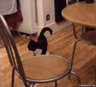 Cat Hop GIF - Cat Hop Hopping - Discover & Share GIFs