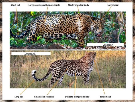 Jaguar vs Leopard - How to tell them apart - The Wildlife Diaries