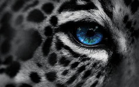 Snow Leopard Wallpapers - Wallpaper Cave