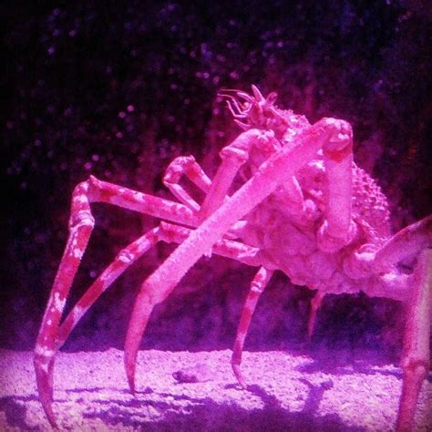 Japanese spider crab at the Shreveport Aquarium from inside the bubble. So cool!!! Spider ...