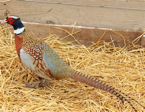 Pheasant History and Facts in the United States