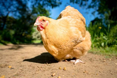 Chicken Names - 400+ Good And Funny Chicken Names