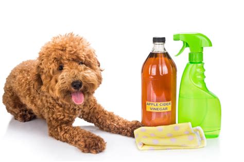 3 Natural Home Remedies for Fleas - Countryside