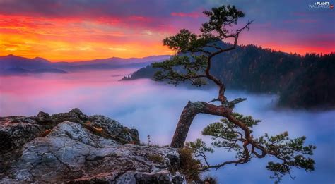 Pieniny Mountains, Poland, Sokolica Peak, Pieniny National Park, trees ...