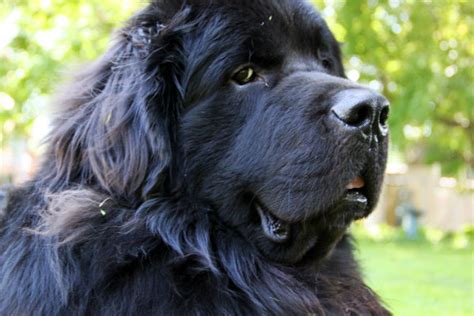 So What Else Is a Newfoundland Besides Big? – American Kennel Club