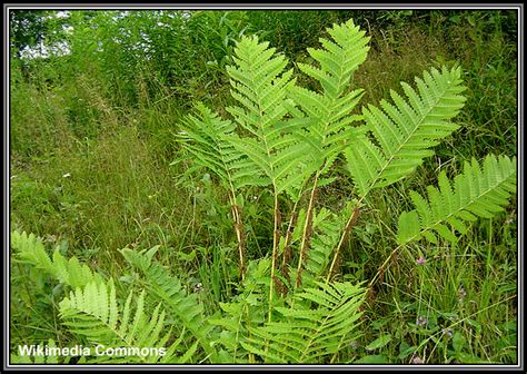 Jurassic Period Plants