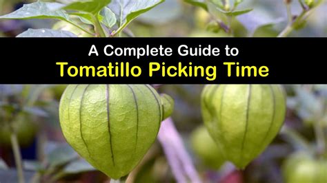 Tomatillo Harvesting Guide - Best Time to Pick Tomatillos