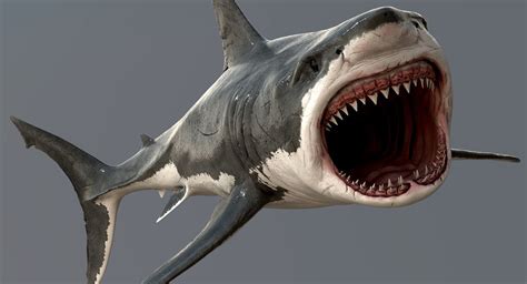 Realistic Great White Shark 3D Model | White sharks, Great white shark, Shark