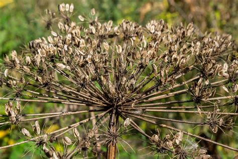 Giant Hogweed Heracleum Mantegazzianum Against the Blue Sky. Dry Hogweed with Huge Baskets of ...