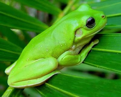 Green Desktop Wallpapers: Green Animals Pics, Animal Photos