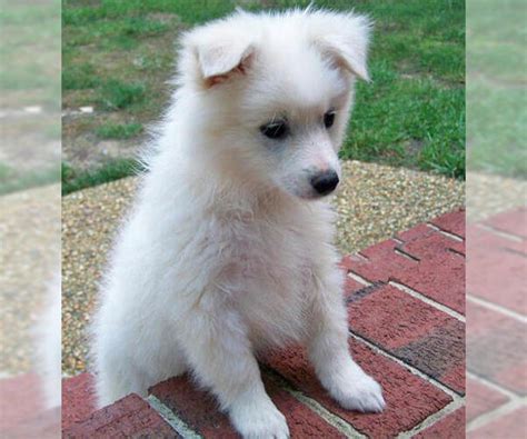 American Eskimo Dog (Toy) Breed Information and Pictures on PuppyFinder.com