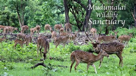 Mudumalai National Park and Wildlife Sanctuary | Deers | Elephants | Peacock | Eagle - YouTube