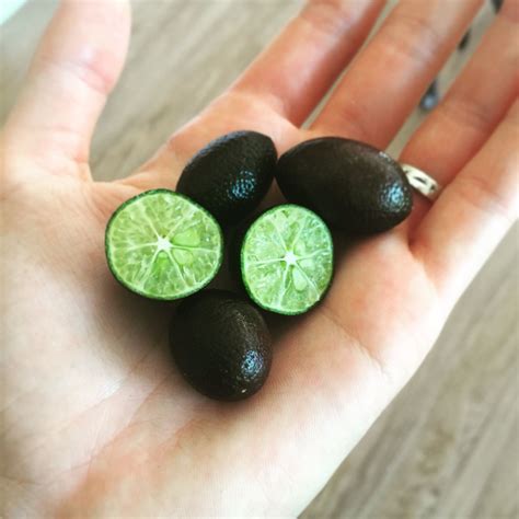 How cute are these limes! The tag in the tree said Red Centered Limes but we haven't seen red ...