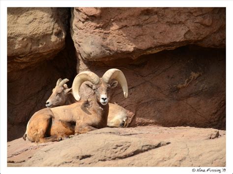 A Day With Desert Wildlife -> Arizona-Sonora Desert Museum, Tucson, AZ – Wheeling It