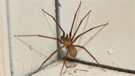 How To Get Rid Of Brown Recluse Spiders? – Forbes Home