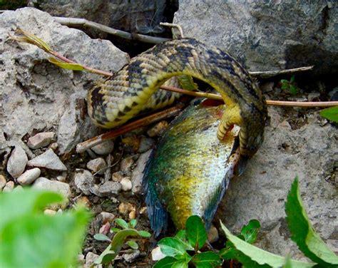 Diamondback water snake eating a fish - a photo on Flickriver