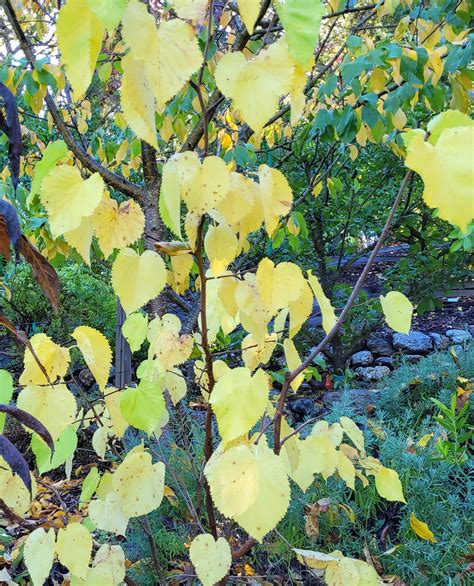 10 Edible Plants for Adding Fall Color - Earth Design Gardens