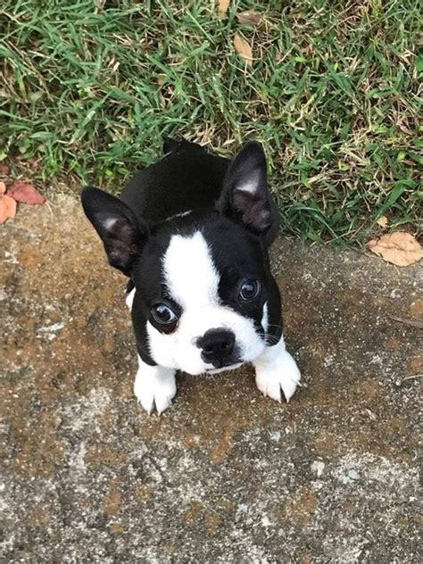 Great French Bulldog Rat Terrier Mix Learn more here | bulldogs