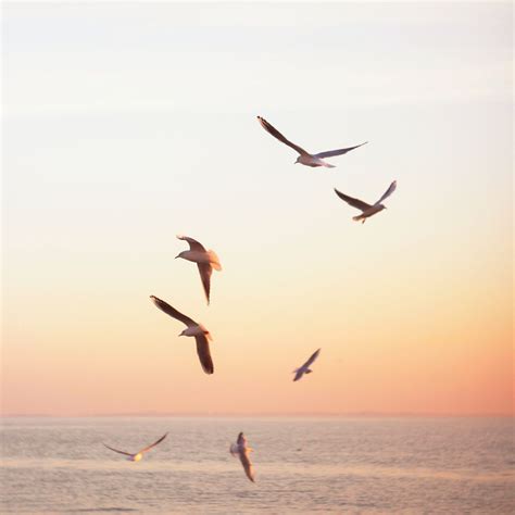 Seagull Symbolism & Meaning (+ Totem, Spirit, & Omens) | World Birds