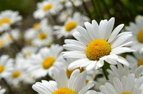 Daisy Day - The Ticklish Side Of Intimate Relationships