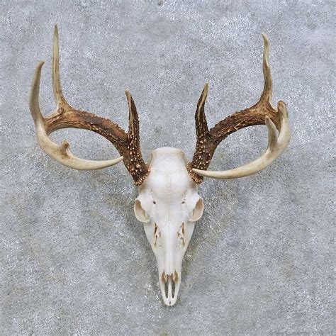 Whitetail Deer Skull European Mount For Sale #14648 @ The Taxidermy ...