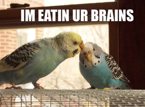 Budgies are Awesome: Budgie Body Language (7)