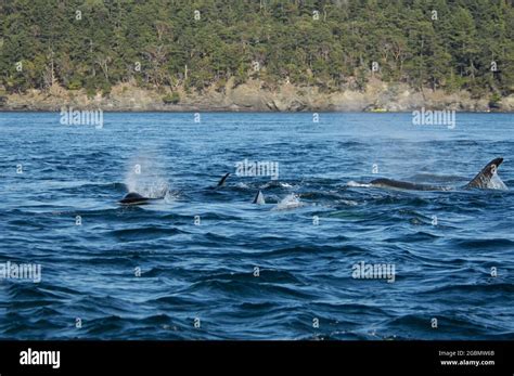 Orca pod near San Juan Island, Washington Stock Photo - Alamy