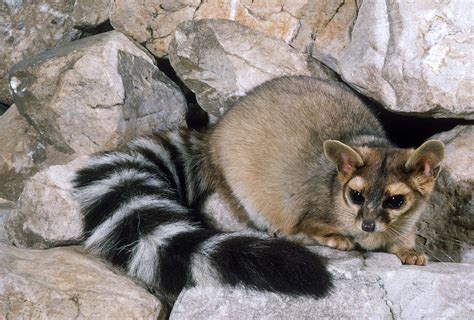 Baby Ringtail Cat / Ringtail Cat (Bassariscus astutus), baby, Arizona Stock Photo 4179-25259 ...