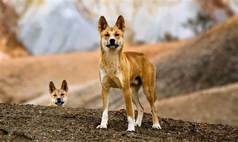 The Jungle Store: The Things A Dingo Mother Does For Her Babies