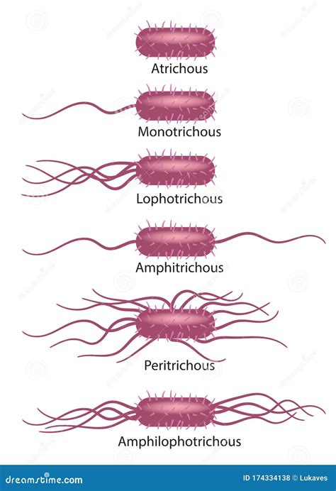 Flagela types stock vector. Illustration of chromosome - 174334138