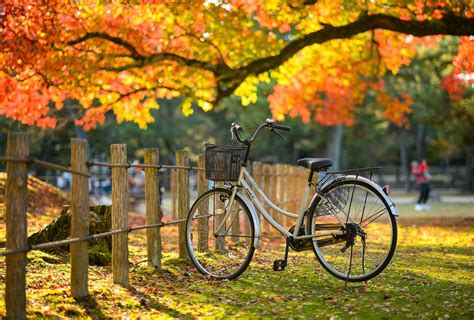 Nara Autumn | Nara japan, Fall photos, Scenic