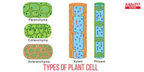 Plant Cell Definition, Structure, Function, Diagram & Types