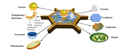 A cell consist of various cell organelles like Endoplasmic Reticulum, Golgi body, Lysosomes ...