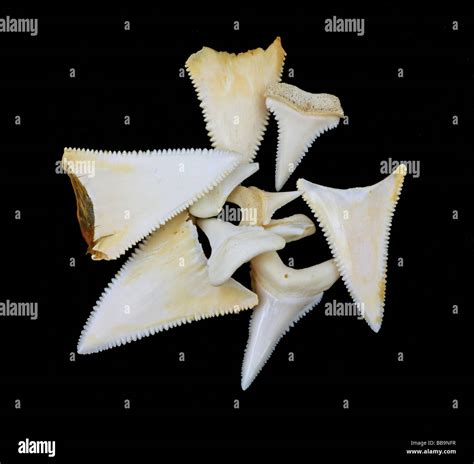 Great white shark teeth Stock Photo - Alamy