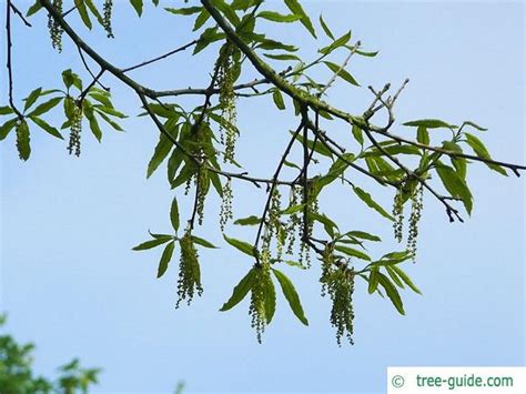 Shingle Oak | Quercus imbricaria