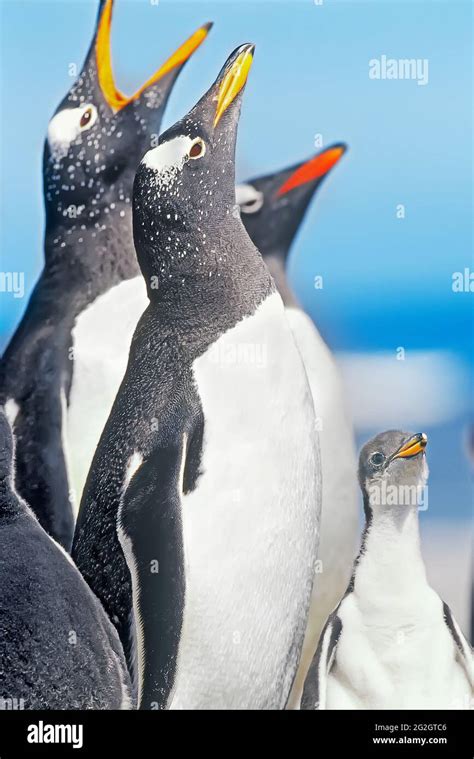 Singing penguins hi-res stock photography and images - Alamy