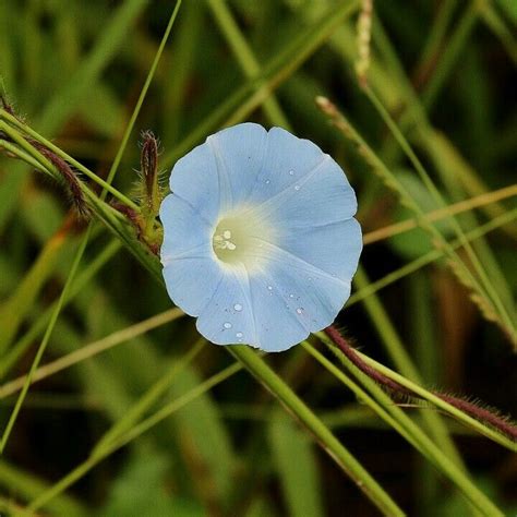 Ipomoea nil Nils, Dandelion, Flowers, Plants, Wild Flowers, Dandelions ...