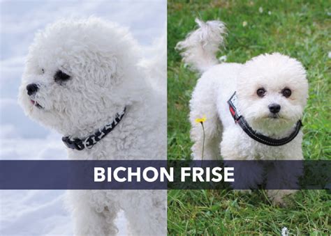 Meet: The Bichon Frise - tails.com