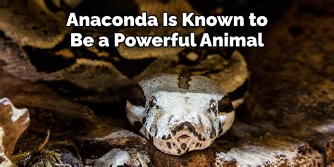 Anaconda Spiritual Meaning, Symbolism and Totem | Explained