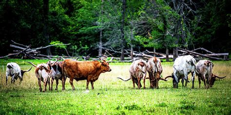 Longhorn Ranch Photograph by Jared Christiansen - Pixels