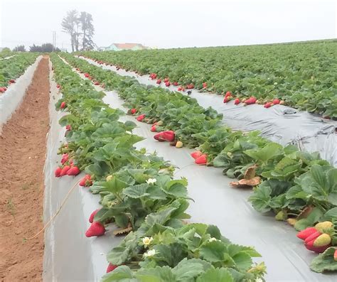 Alternatives to soil fumigants explored for strawberry growers - Organic Grower