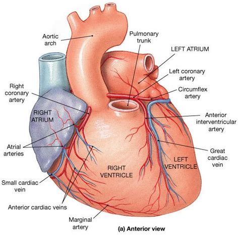 opening of the coronary sinus - Google Search | Coronary arteries, Medical anatomy, Coronary