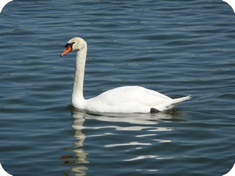 Beautiful Mute Swan Nesting In Lakeland FL Lake Morton