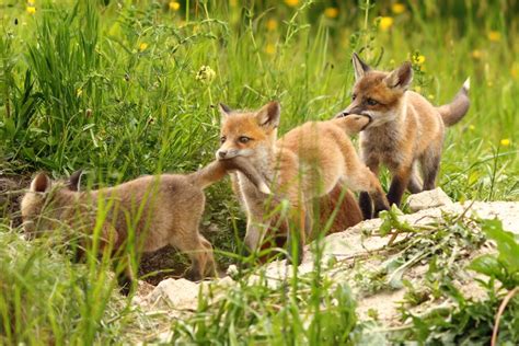 Viața fotografilor de wildlife: „Părinți de vulpi” pe dealurile ...