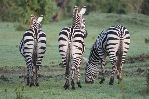 Wildlife Photography – The Bum View from Here — Kathy Karn Photography