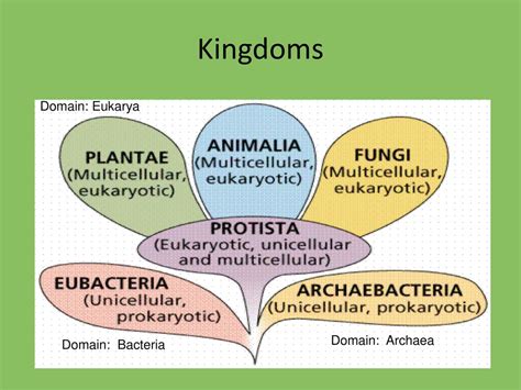 Eukarya Domain Chart