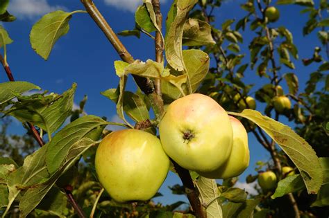 Download free photo of Apple tree,apple,fruit,frisch,healthy - from needpix.com