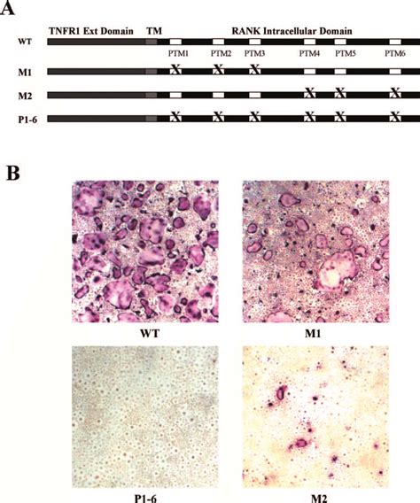 Osteolastogenesis assay with mutant chimeric receptors with three PTMs ...